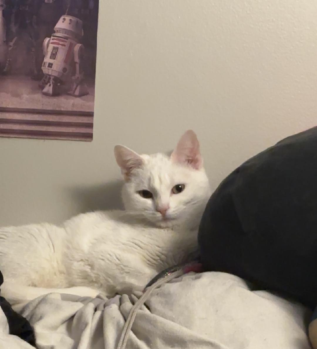 Enlarge Marshmellow, a Adoptable Domestic Short Hair in Melrose, MA image 4/5