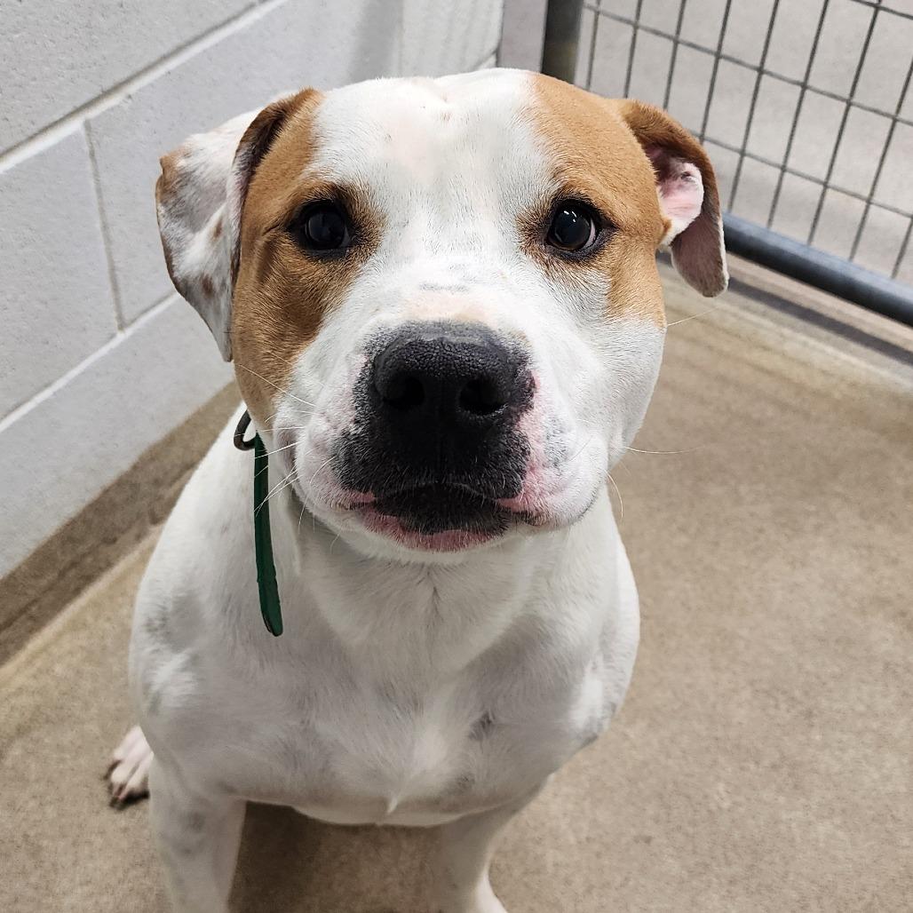 GODZILLA, adopted, Adult Male Pit Bull Terrier.