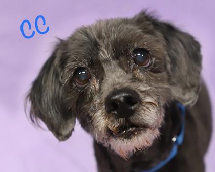 CC, Adoptable, Senior Female Cairn Terrier & Mixed Breed.