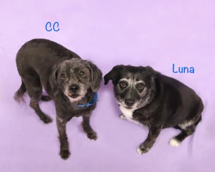 CC, a Adoptable mixed breed in Parma, OH image 2/2