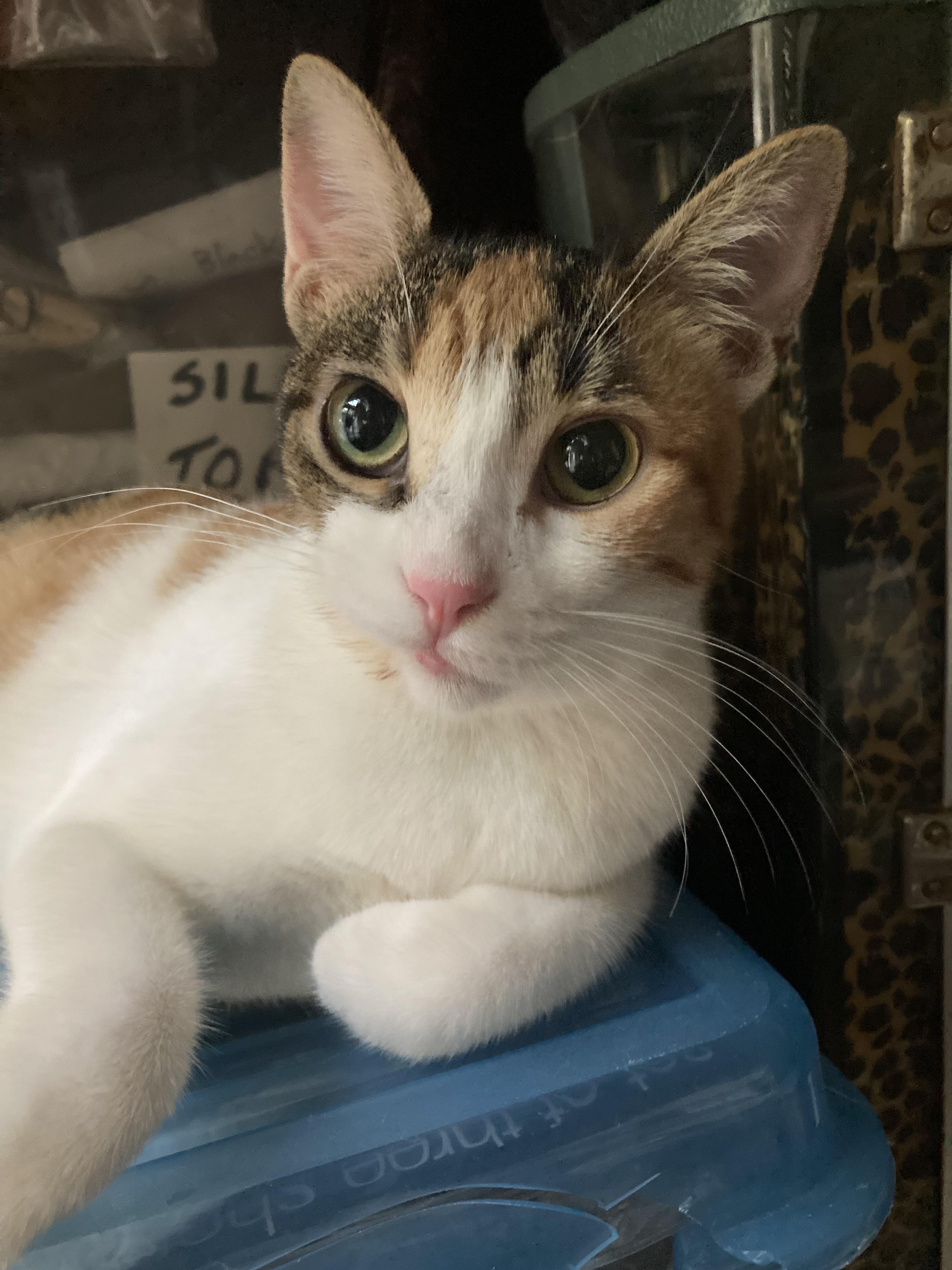 Miracle, a Adoptable Domestic Short Hair in New York, NY image 1/5