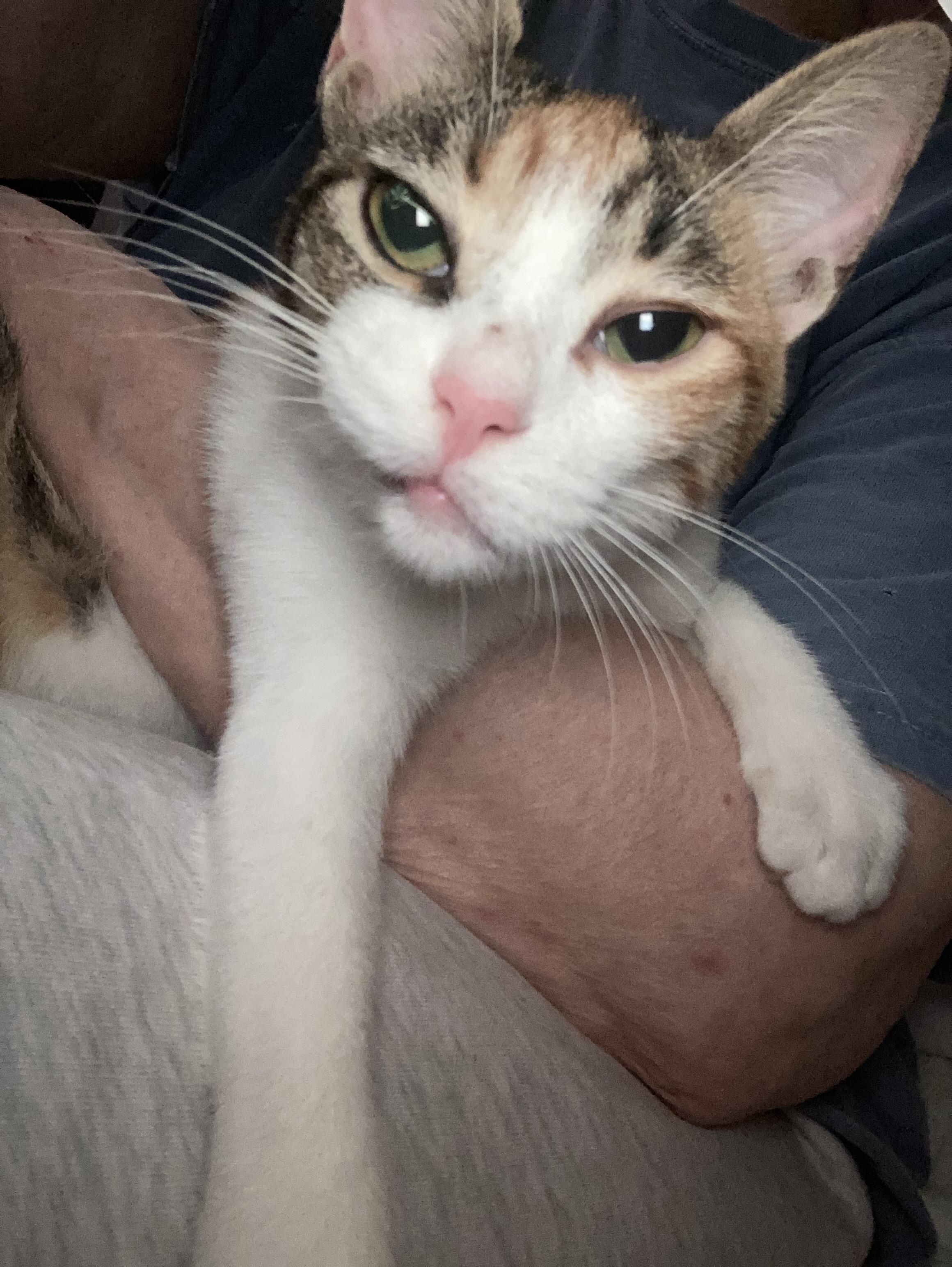 Miracle, a Adoptable Domestic Short Hair in New York, NY image 5/5