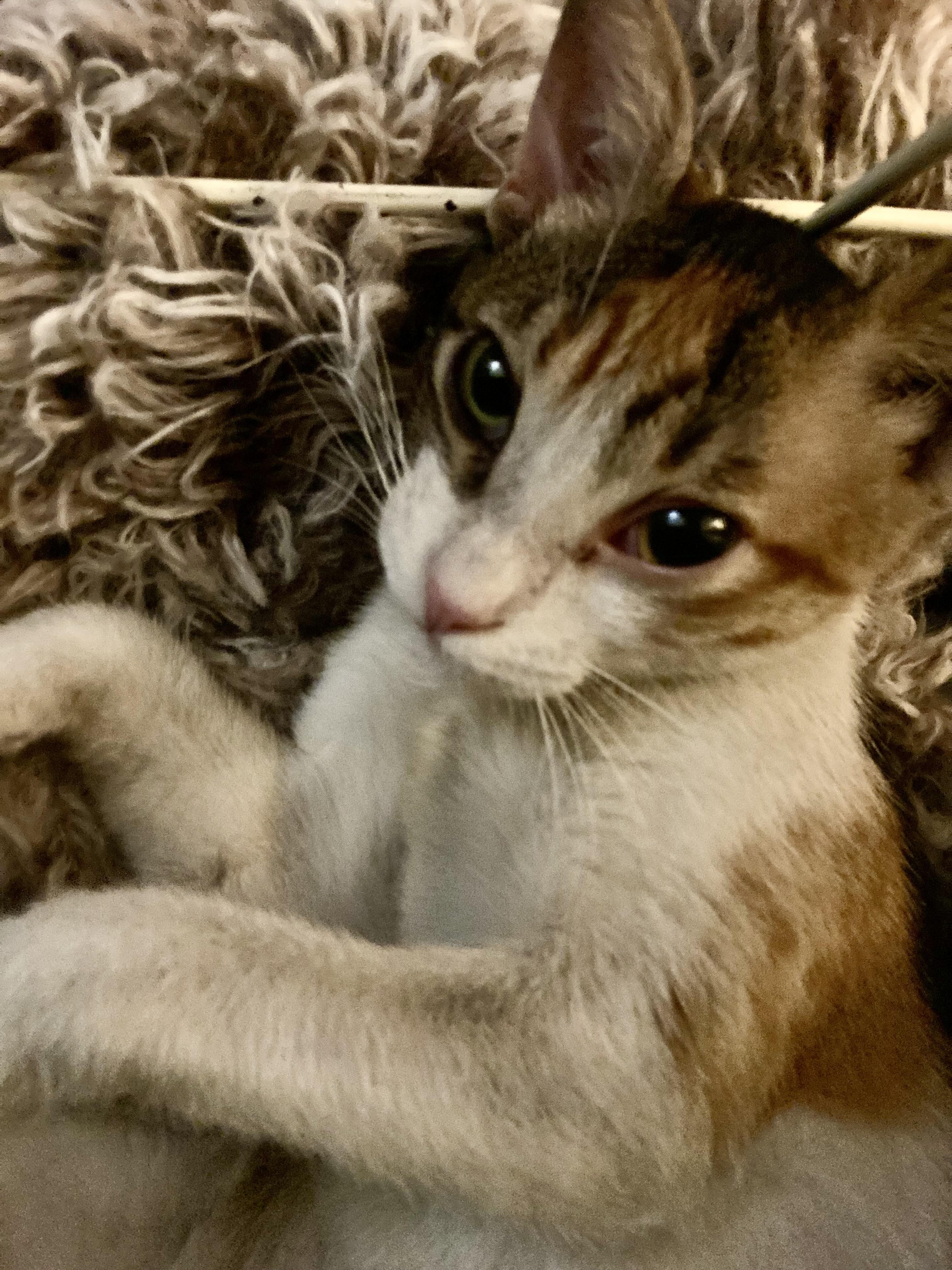 Miracle, a Adoptable Domestic Short Hair in New York, NY image 4/5