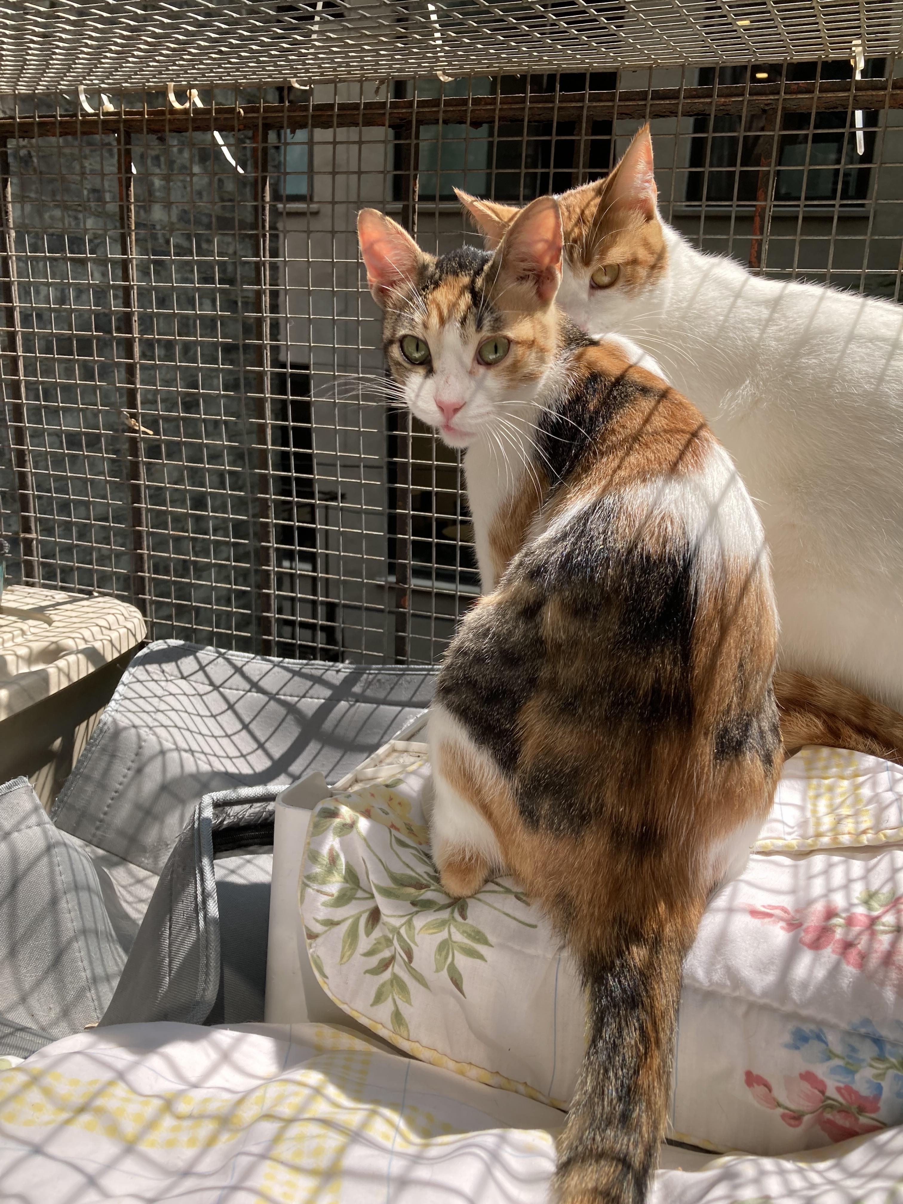 Miracle, a Adoptable Domestic Short Hair in New York, NY image 3/5