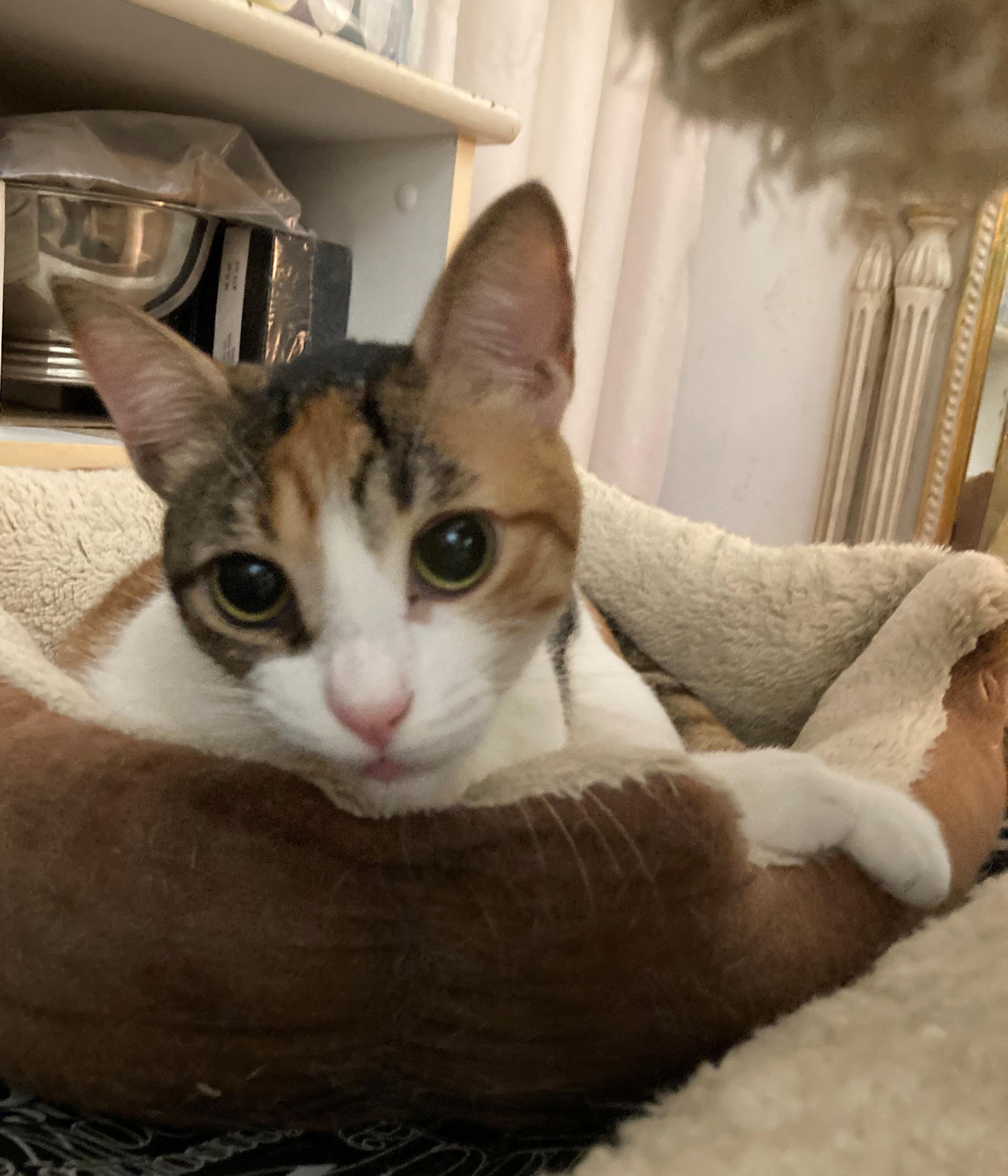 Enlarge Miracle, a Adoptable Domestic Short Hair in New York, NY image 6/6