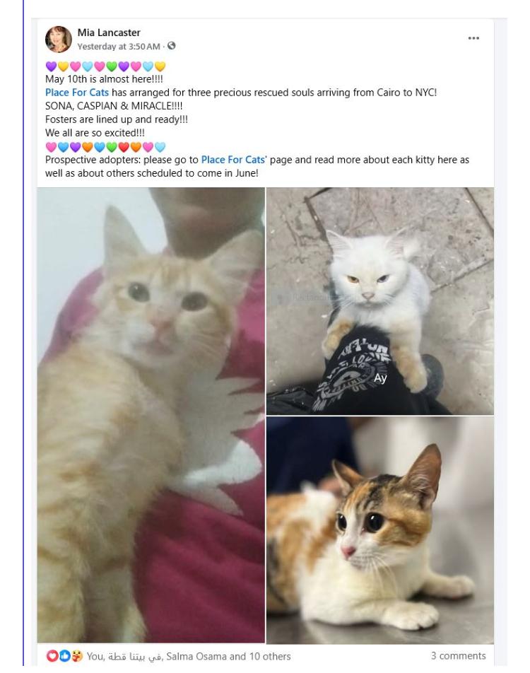 Miracle, Adoptable, Young Female Domestic Short Hair.