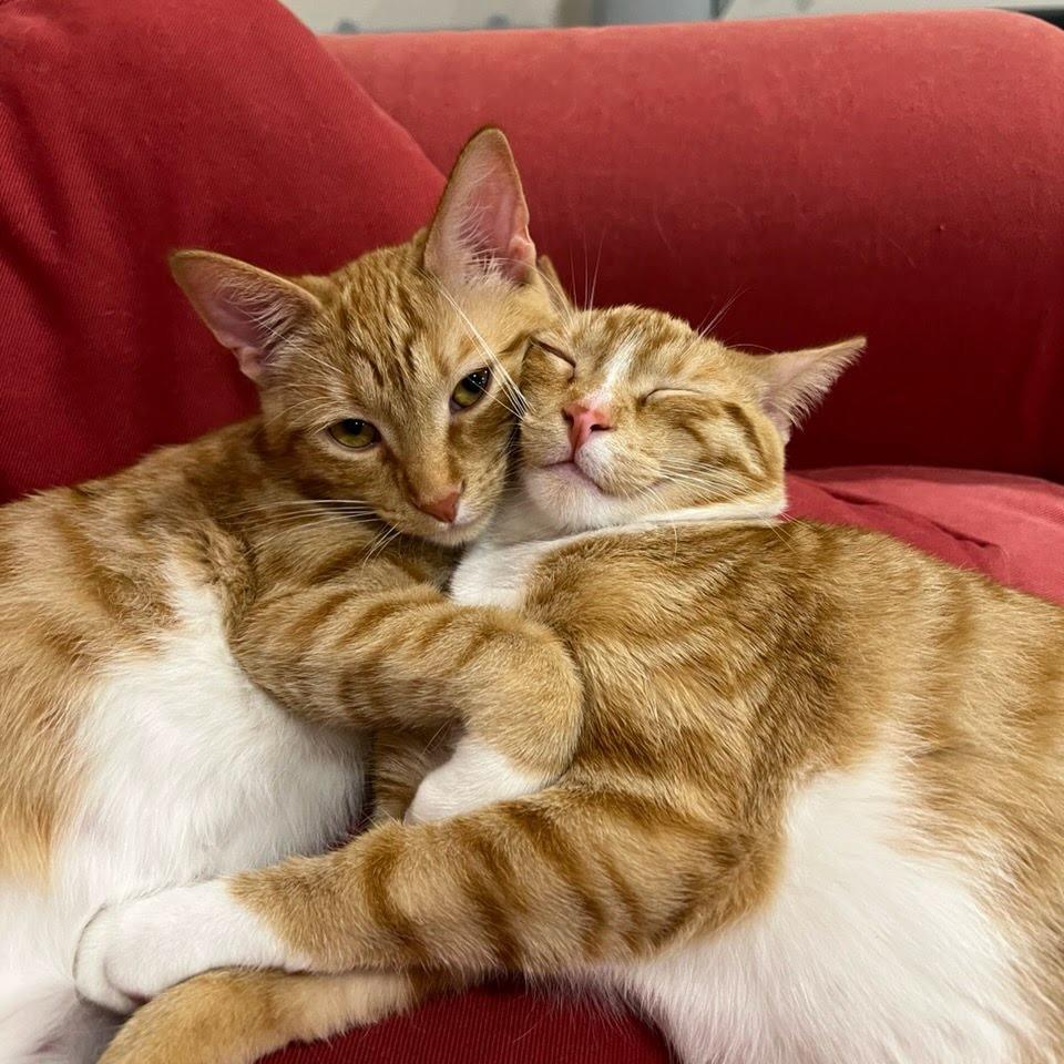 Ruby Red, Adoptable, Young Male Domestic Short Hair.