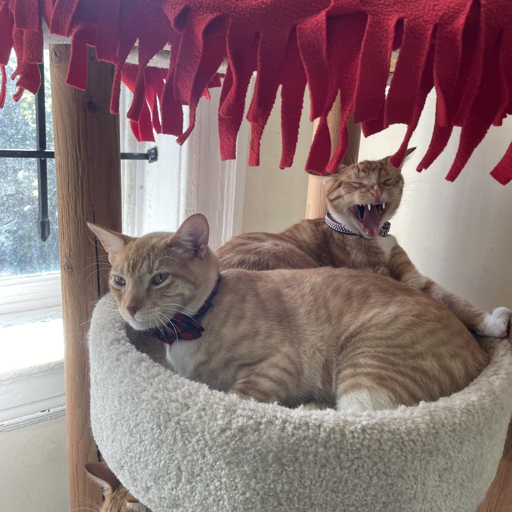 Enlarge Ruby Red, a Adoptable Domestic Short Hair in St. Louis, MO image 1/6