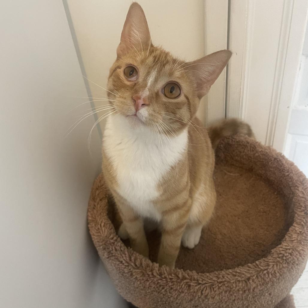 Enlarge Ruby Red, a Adoptable Domestic Short Hair in St. Louis, MO image 2/6