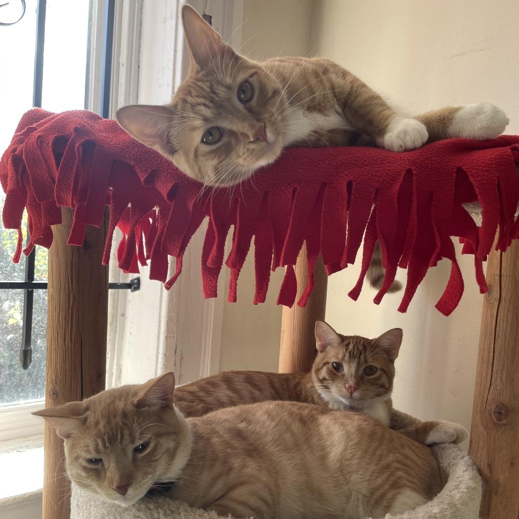 Enlarge Ruby Red, a Adoptable Domestic Short Hair in St. Louis, MO image 3/6