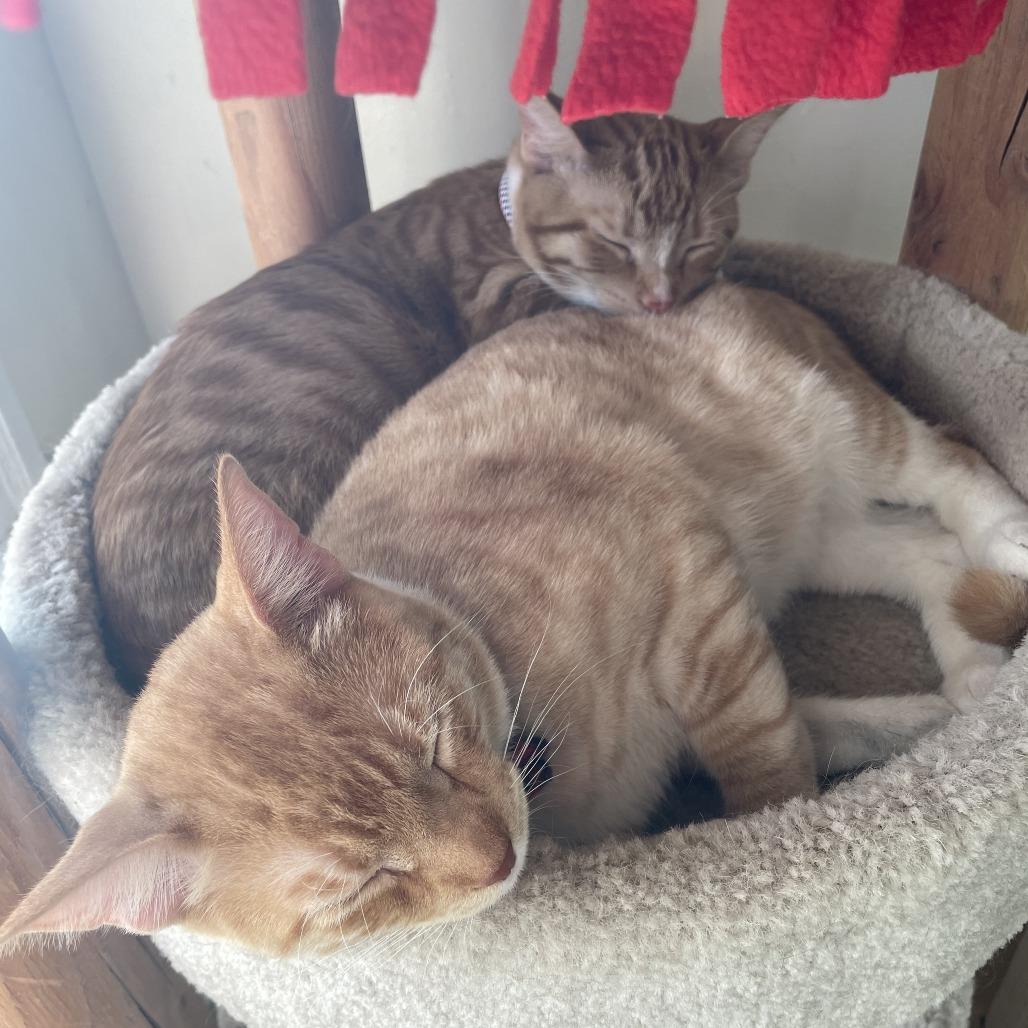 Enlarge Ruby Red, a Adoptable Domestic Short Hair in St. Louis, MO image 4/6