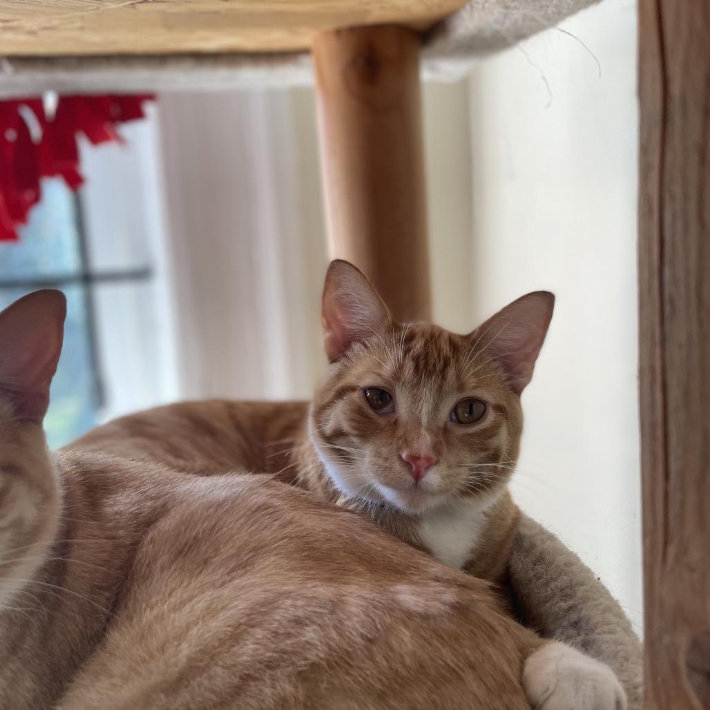 Enlarge Ruby Red, a Adoptable Domestic Short Hair in St. Louis, MO image 5/6