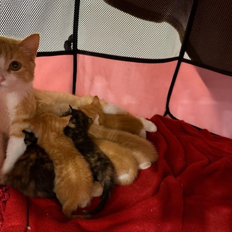 Enlarge Ruby Red, a Adoptable Domestic Short Hair in St. Louis, MO image 6/6