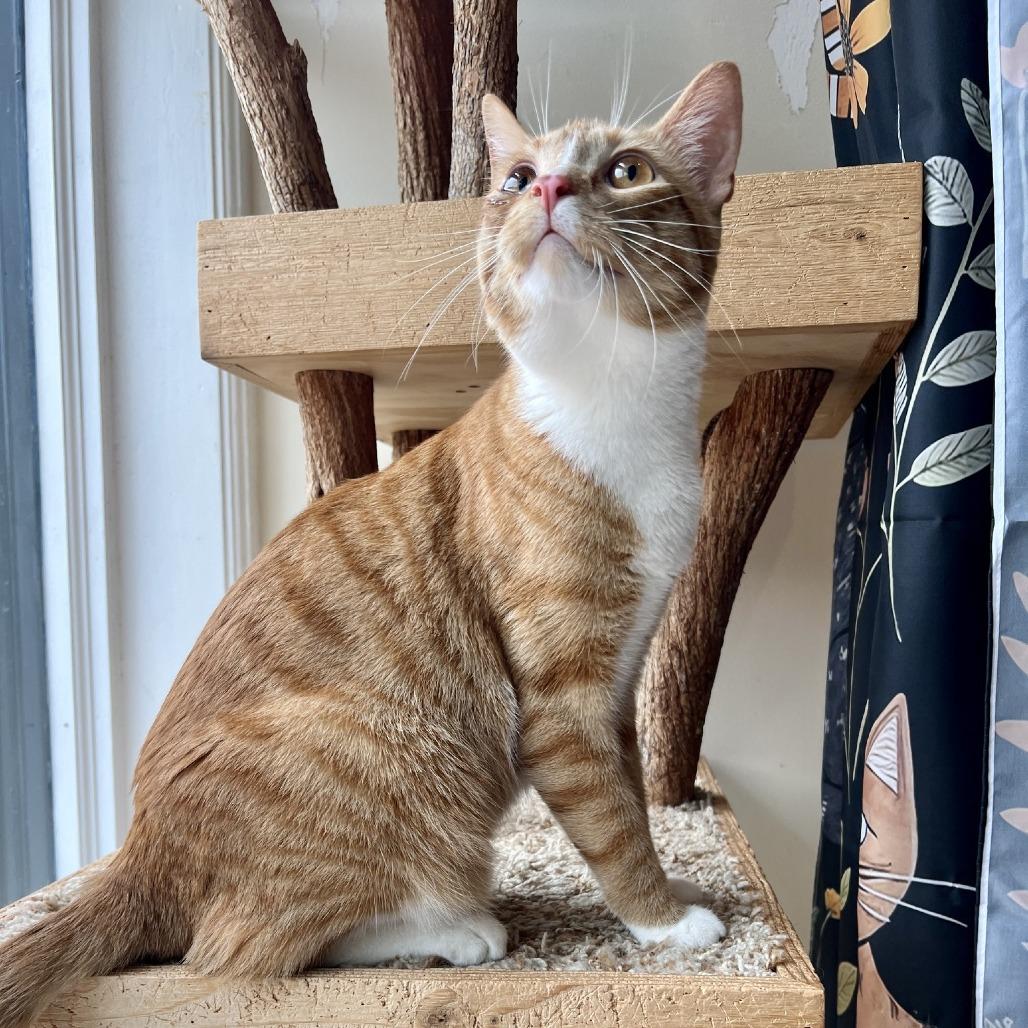 Enlarge Ruby Red, a Adoptable Domestic Short Hair in St. Louis, MO image 6/6