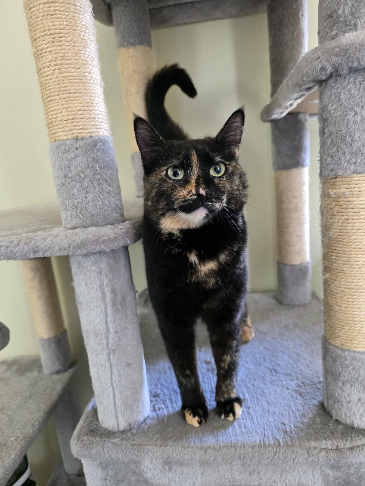 CC, an adopted Domestic Short Hair in Umatilla, FL image 1/2