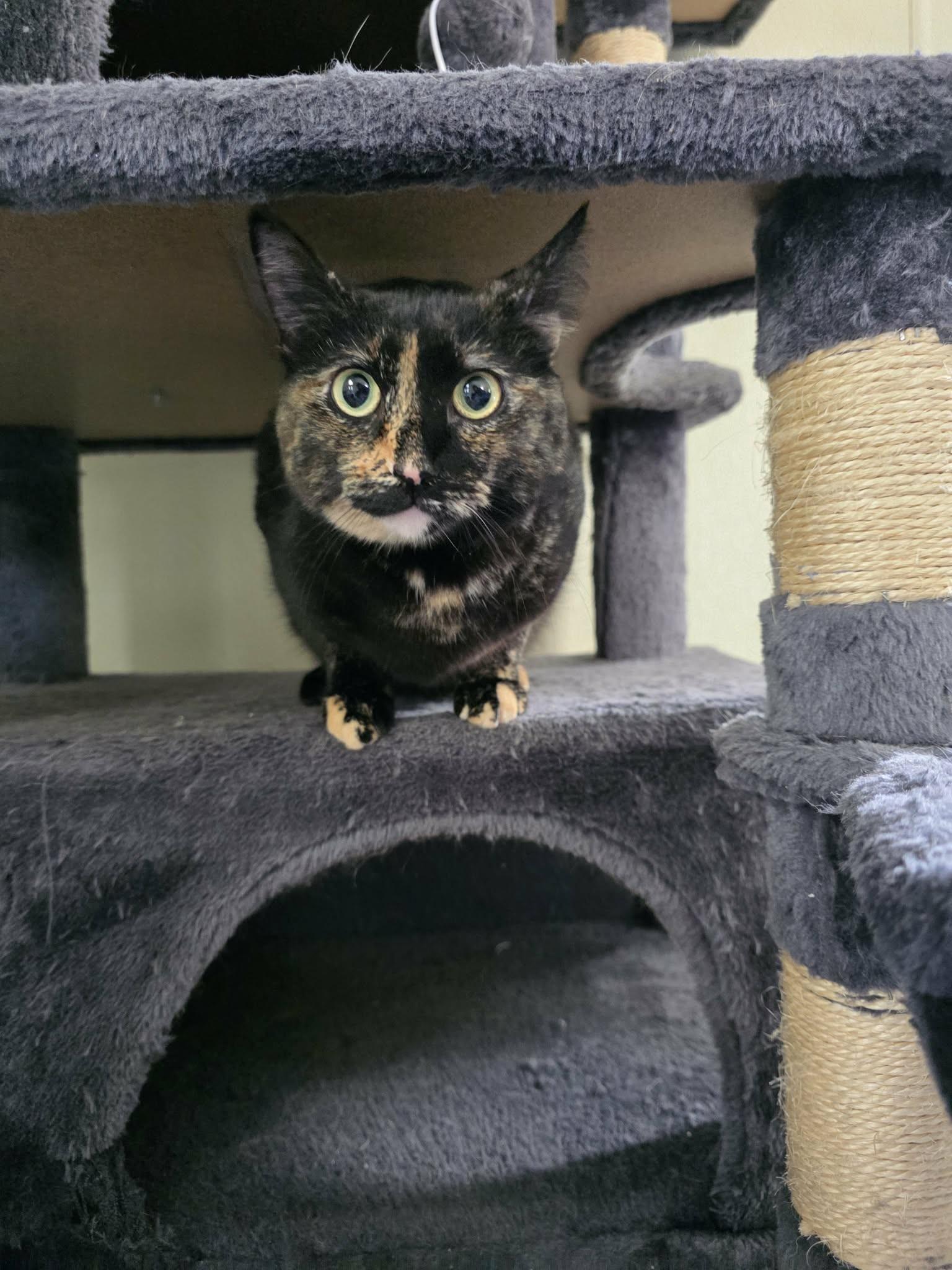 CC, an adopted Domestic Short Hair in Umatilla, FL image 2/2