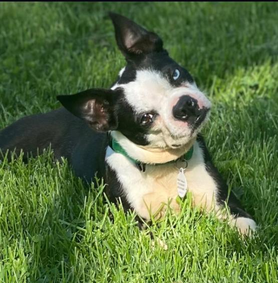 Frida, a Adopted Boston Terrier in Omaha, NE image 1/3
