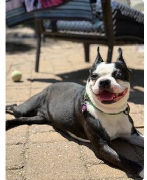 Frida, a Adopted Boston Terrier in Omaha, NE image 2/3