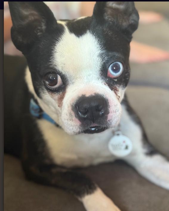 Frida, a Adopted Boston Terrier in Omaha, NE image 3/3