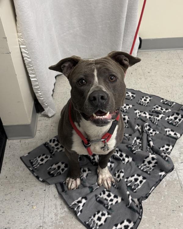 Enlarge *Moshi*, a Adoptable mixed breed in Salt Lake City, UT image 1/1