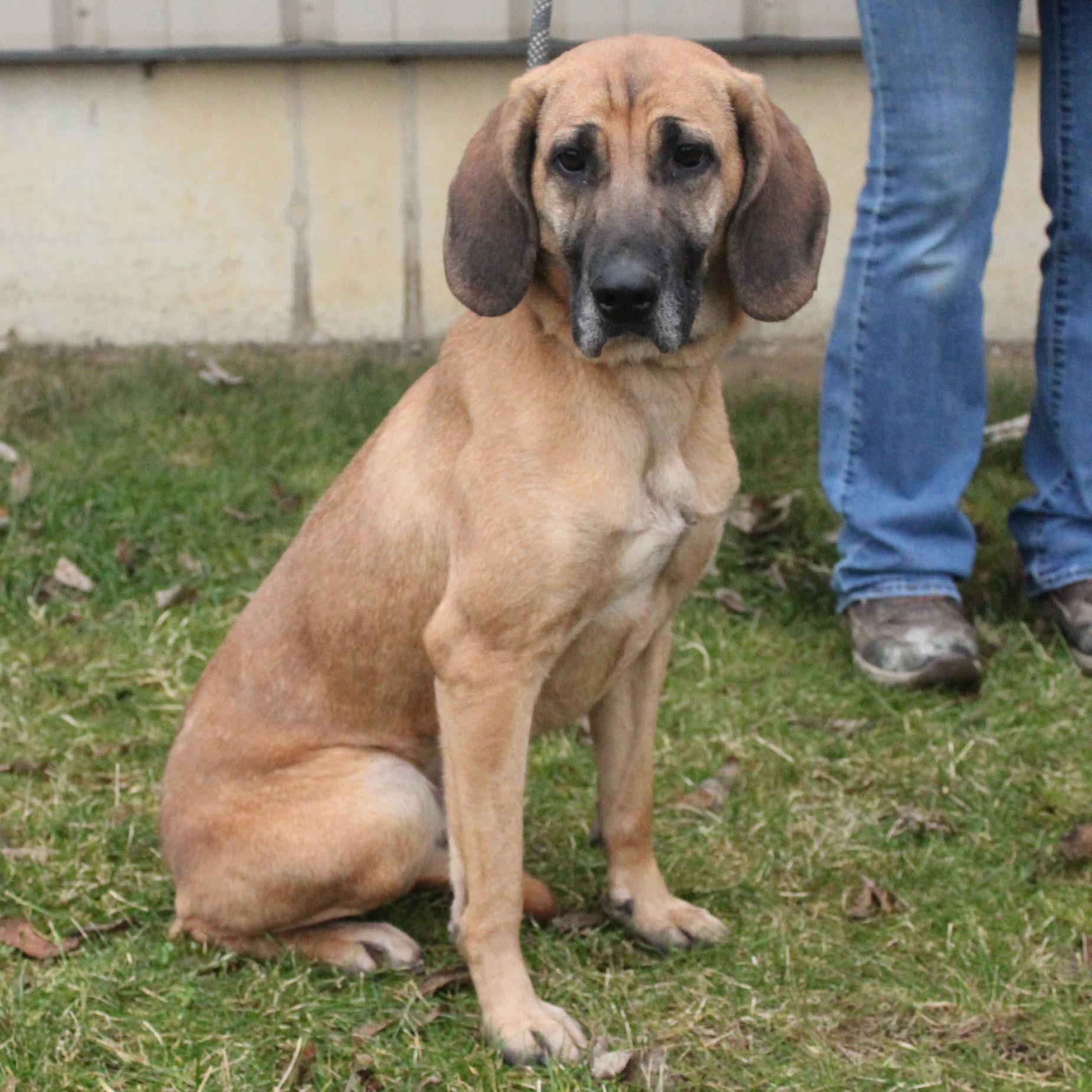 Nakiri, a ADOPTABLE mixed breed in Eaton, OH image 3/6