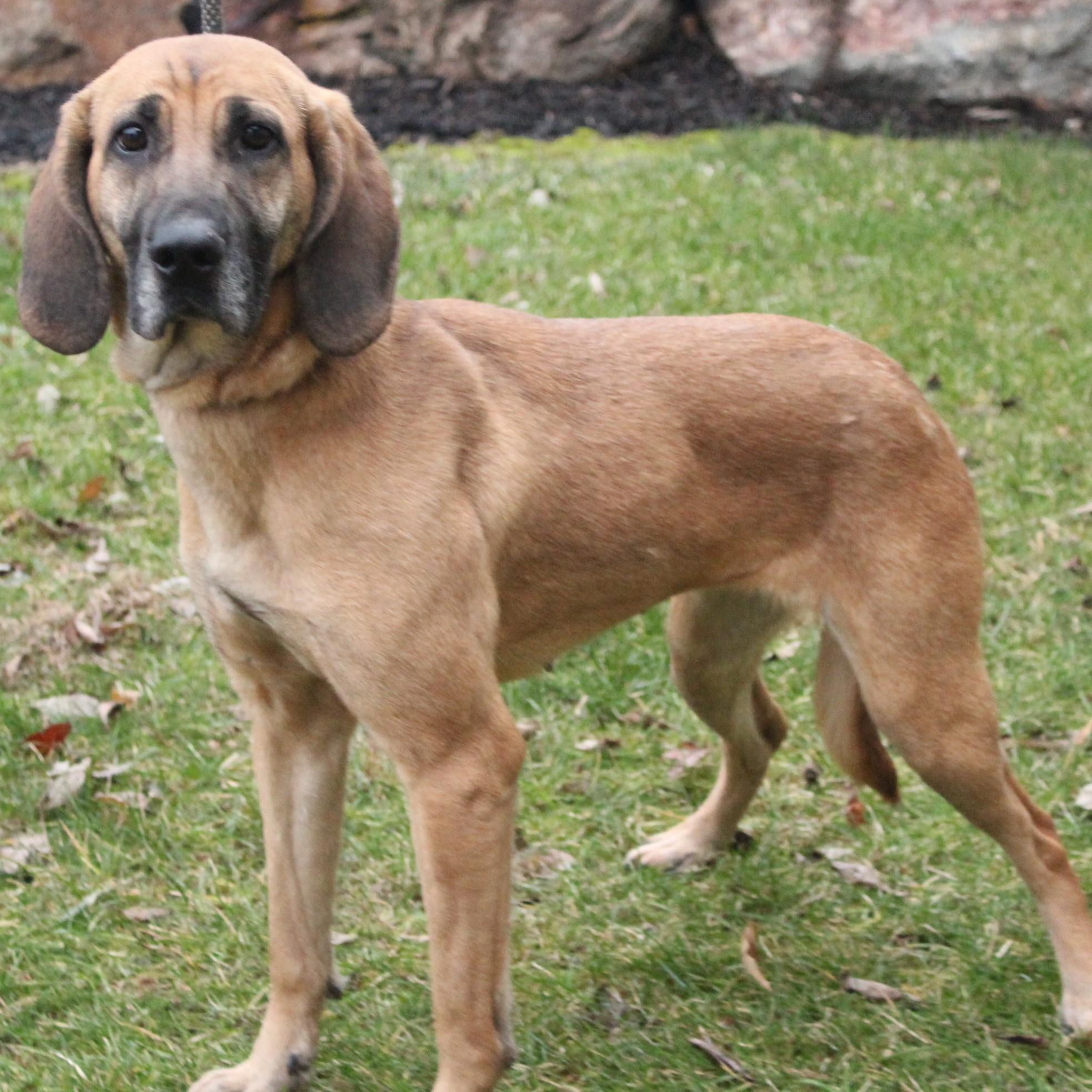 Nakiri, a ADOPTABLE mixed breed in Eaton, OH image 2/6