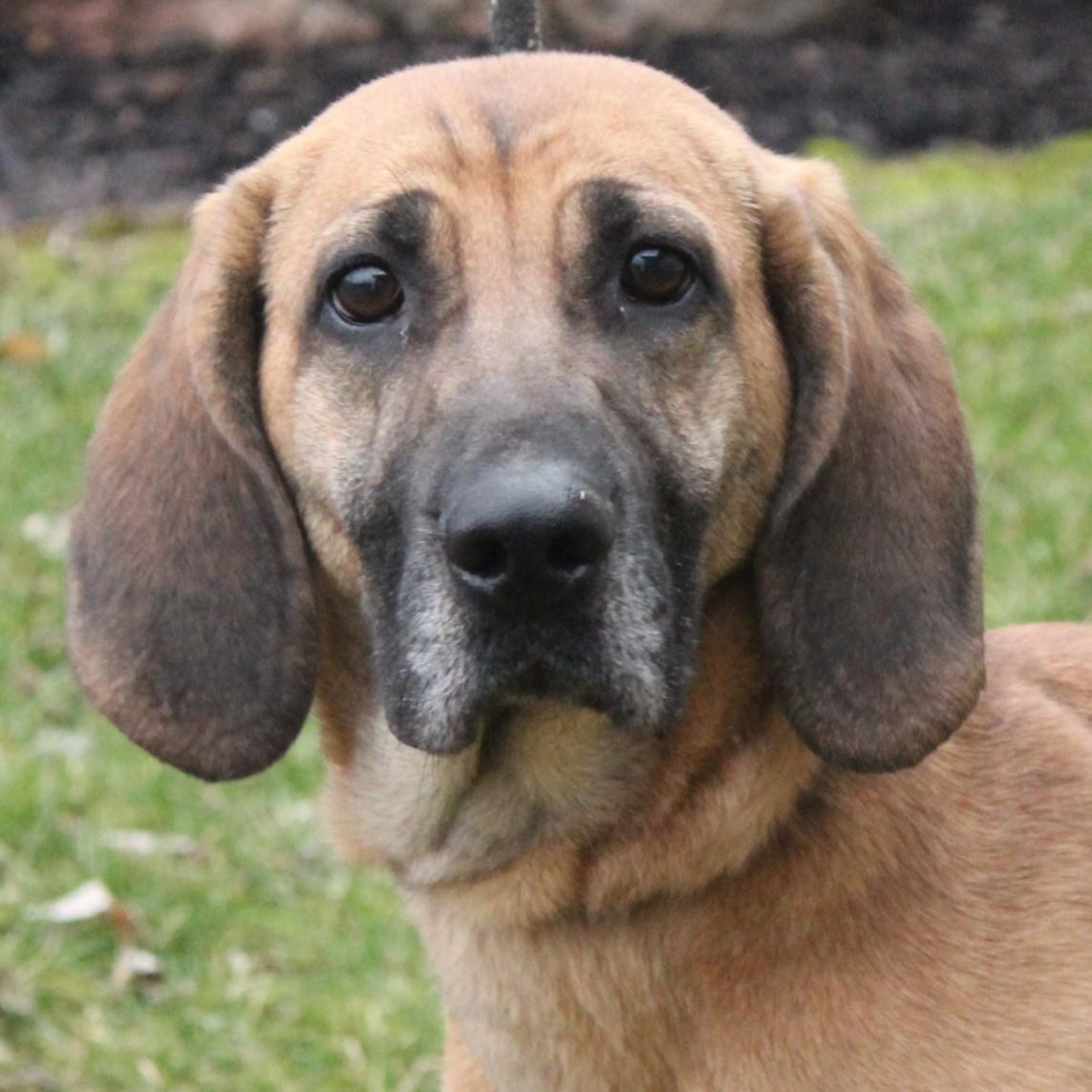 Nakiri, a ADOPTABLE mixed breed in Eaton, OH image 1/6