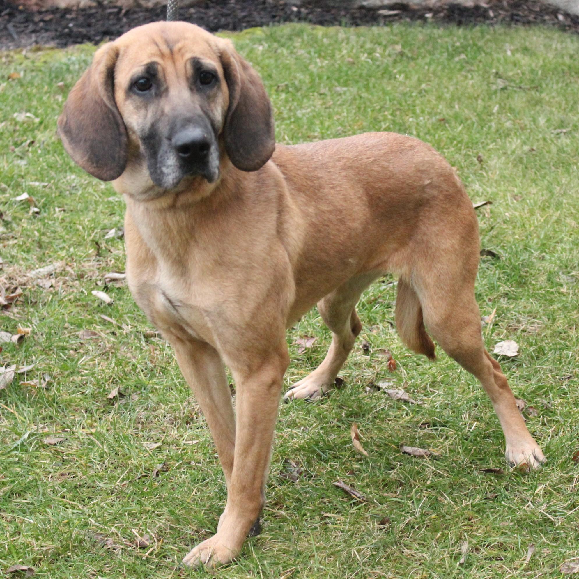 Nakiri, a ADOPTABLE mixed breed in Eaton, OH image 4/6