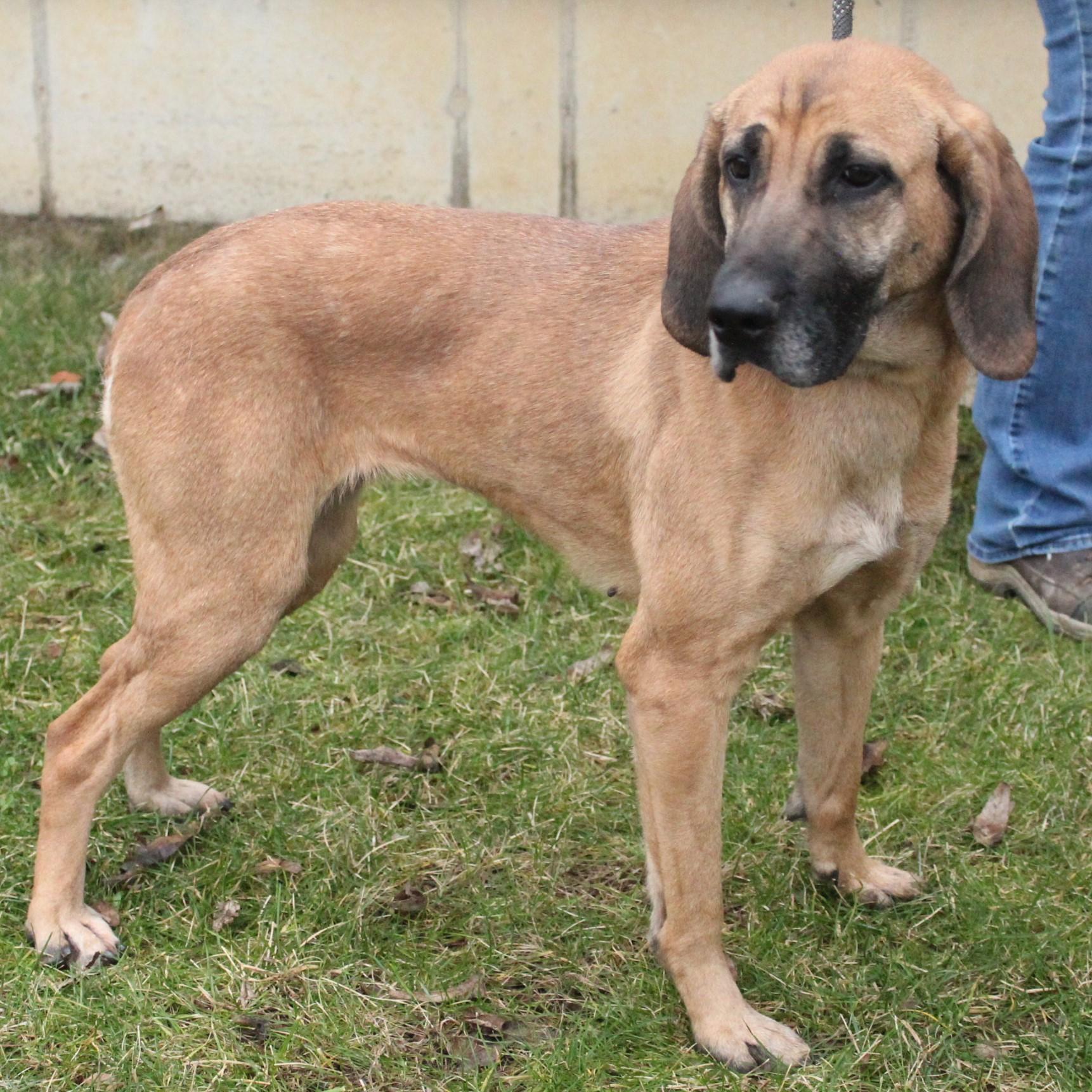 Nakiri, a ADOPTABLE mixed breed in Eaton, OH image 6/6