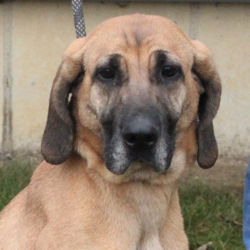 Nakiri, a ADOPTABLE mixed breed in Eaton, OH image 5/6