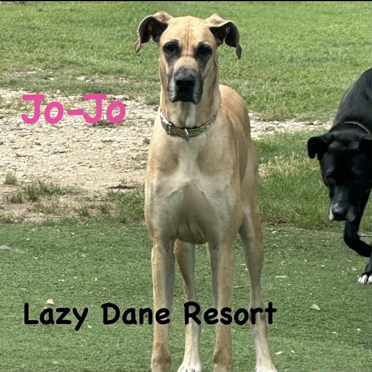 Enlarge Jo-Jo, a Adoptable Great Dane in Lone Oak, TX image 1/2