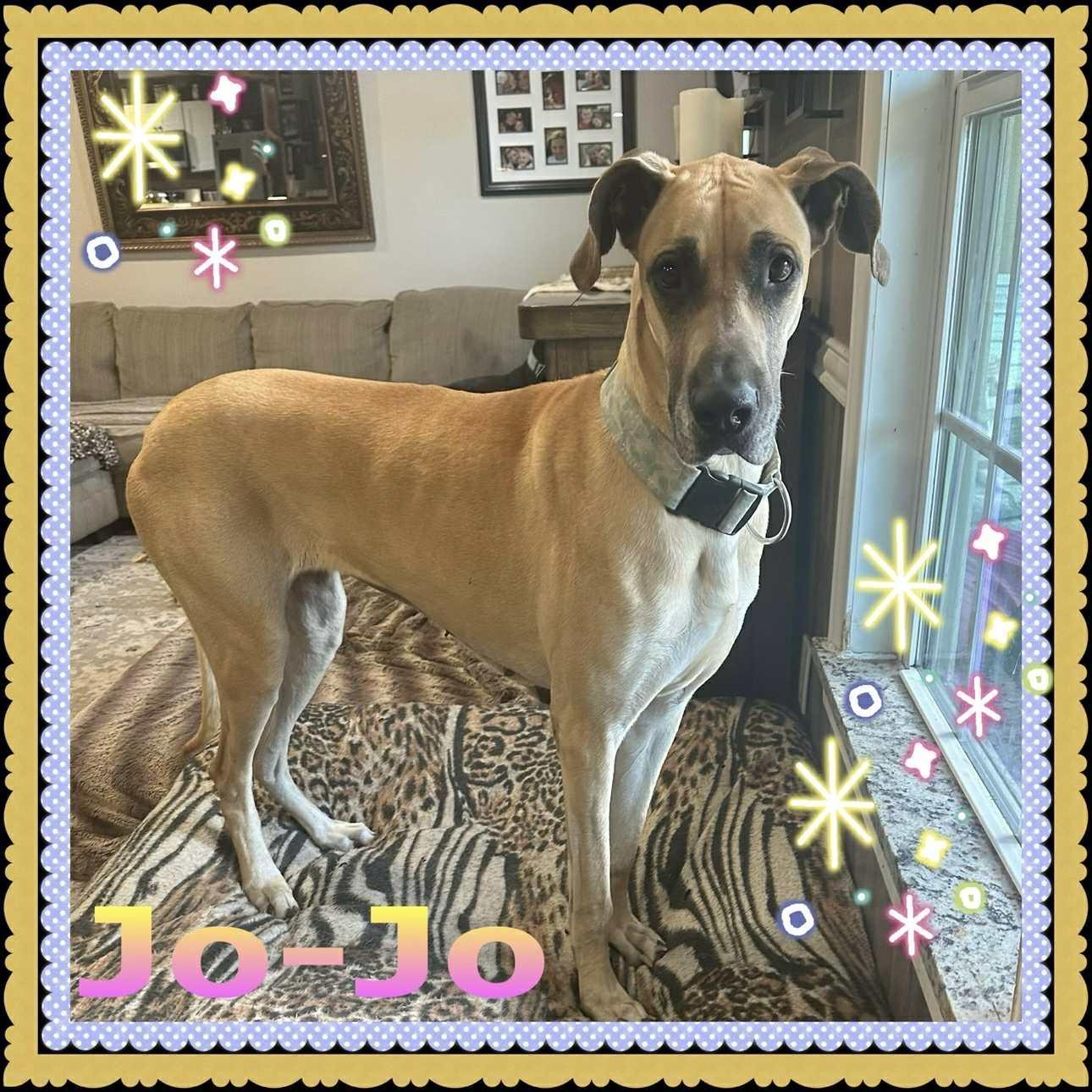 Enlarge Jo-Jo, a Adoptable Great Dane in Lone Oak, TX image 2/2
