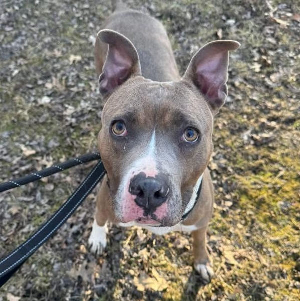 Enlarge Melody, a Adoptable Mixed Breed in Warren, OH image 1/3