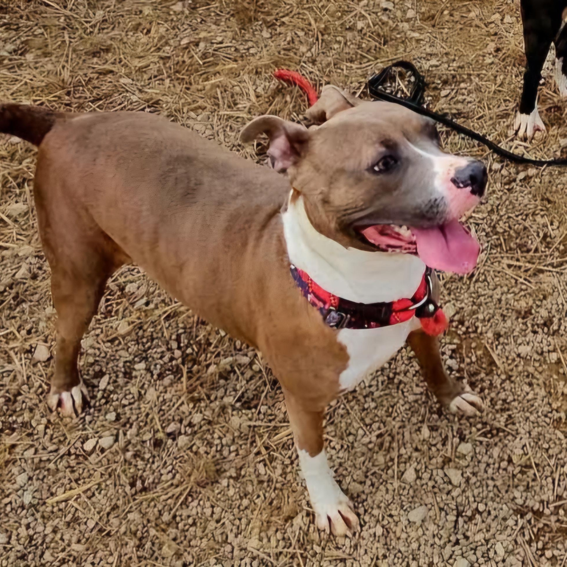 Enlarge Melody, a Adoptable Mixed Breed in Warren, OH image 1/1
