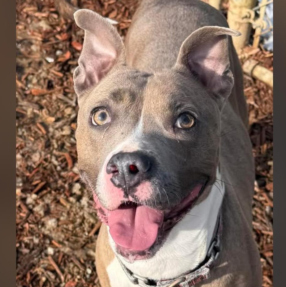 Enlarge Melody, a Adoptable Mixed Breed in Warren, OH image 2/3