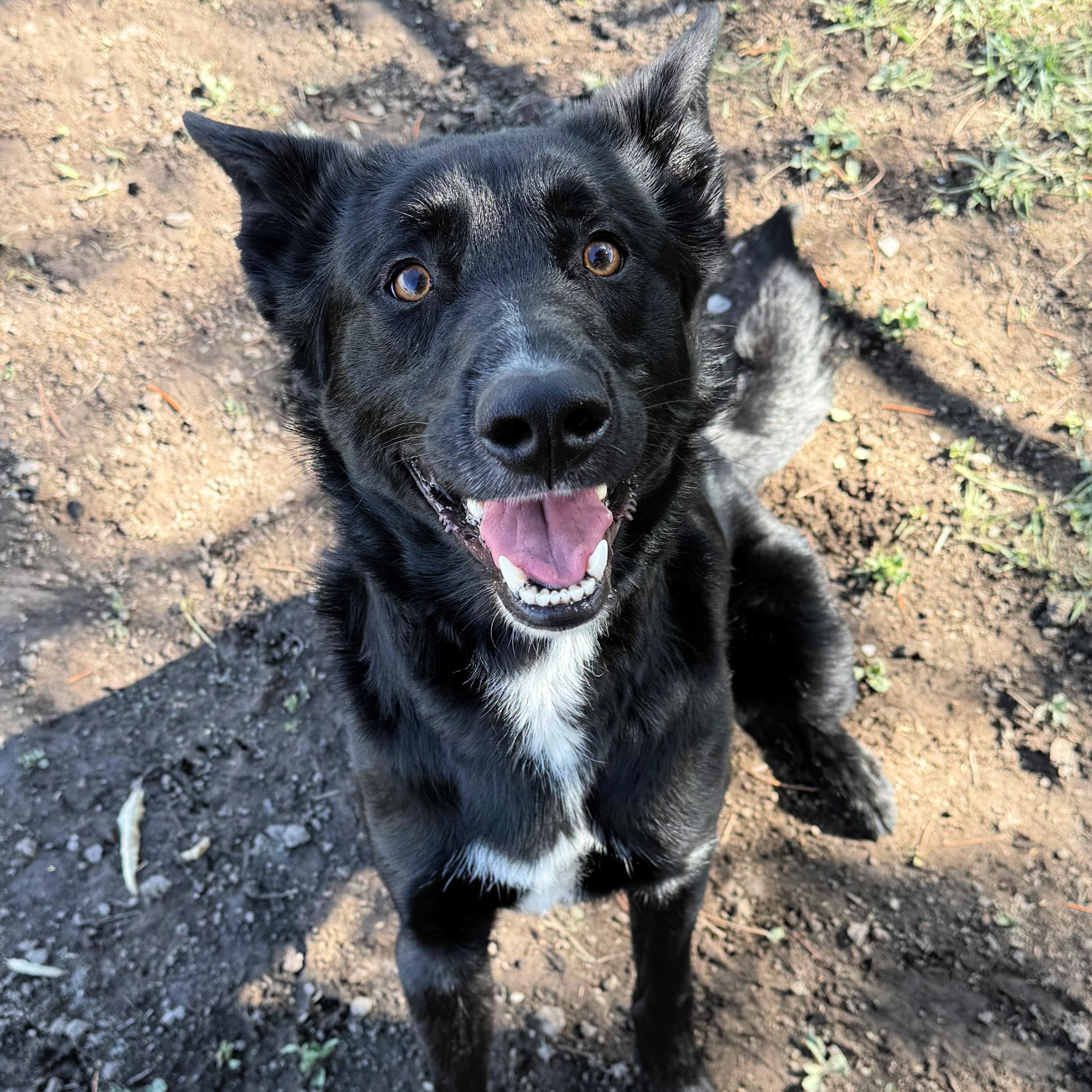 Enlarge Onyx, a ADOPTABLE mixed breed in Lindon, UT image 3/6
