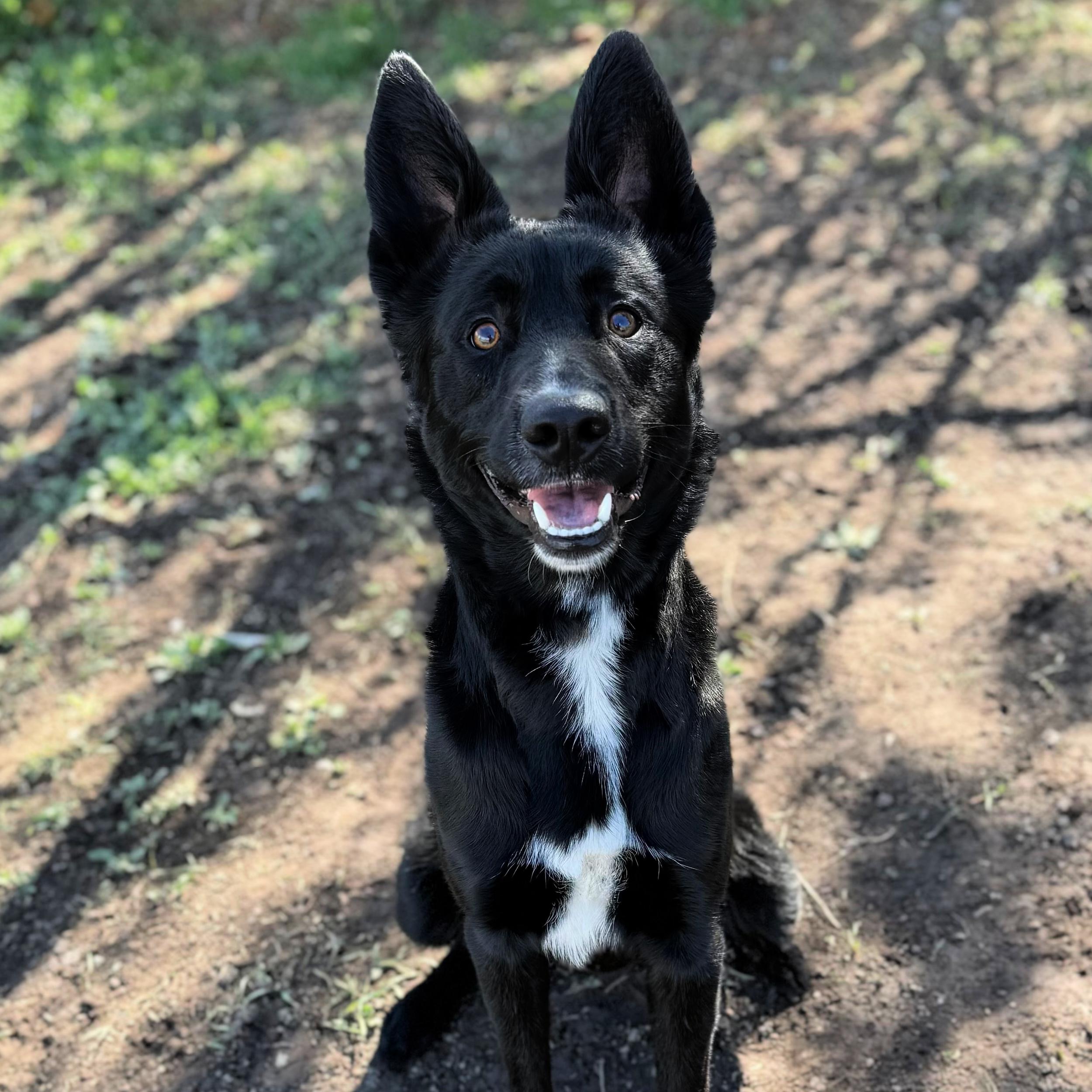Enlarge Onyx, a ADOPTABLE mixed breed in Lindon, UT image 4/6