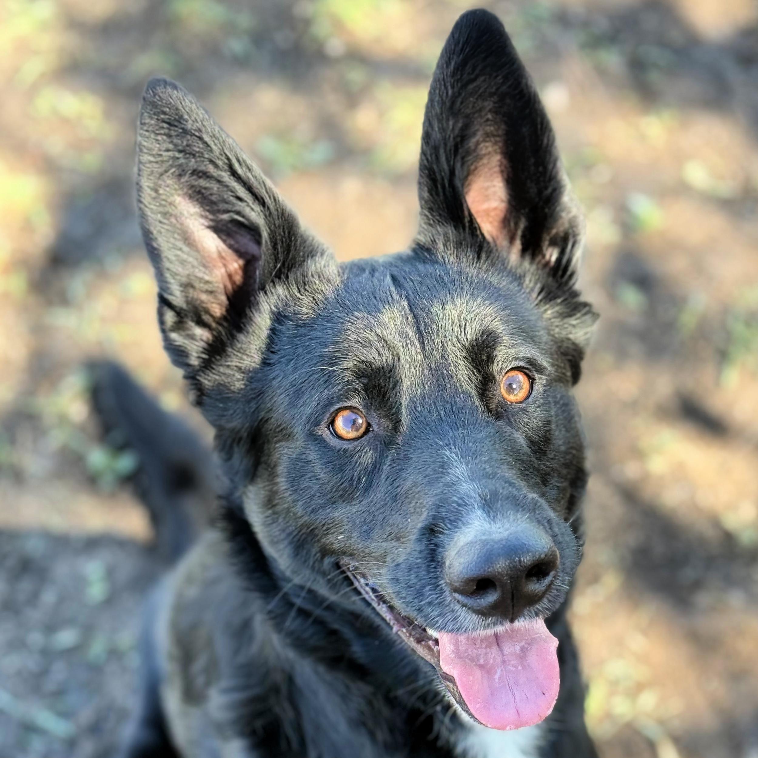 Enlarge Onyx, a ADOPTABLE mixed breed in Lindon, UT image 5/6