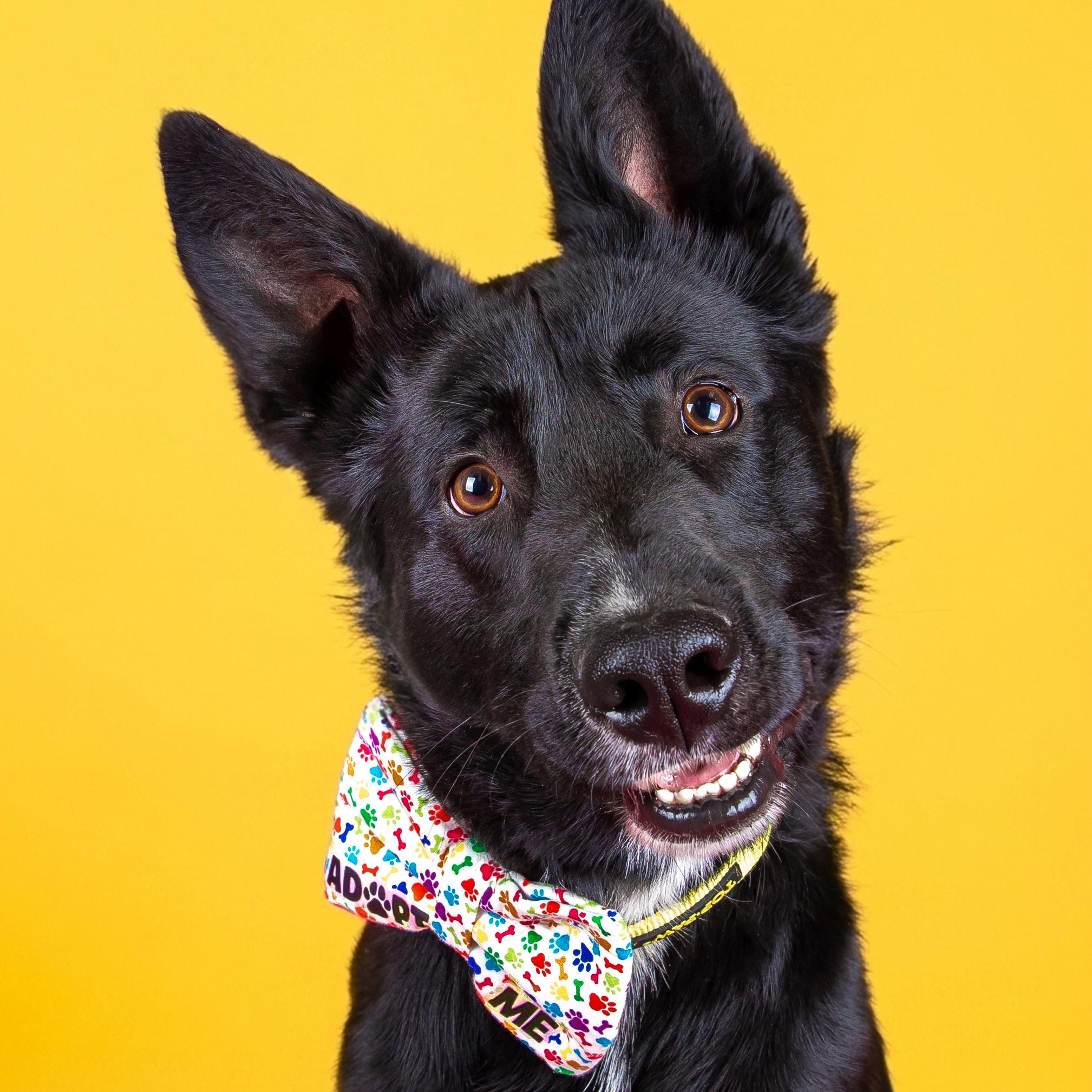 Onyx, ADOPTABLE, Young Male Australian Kelpie.
