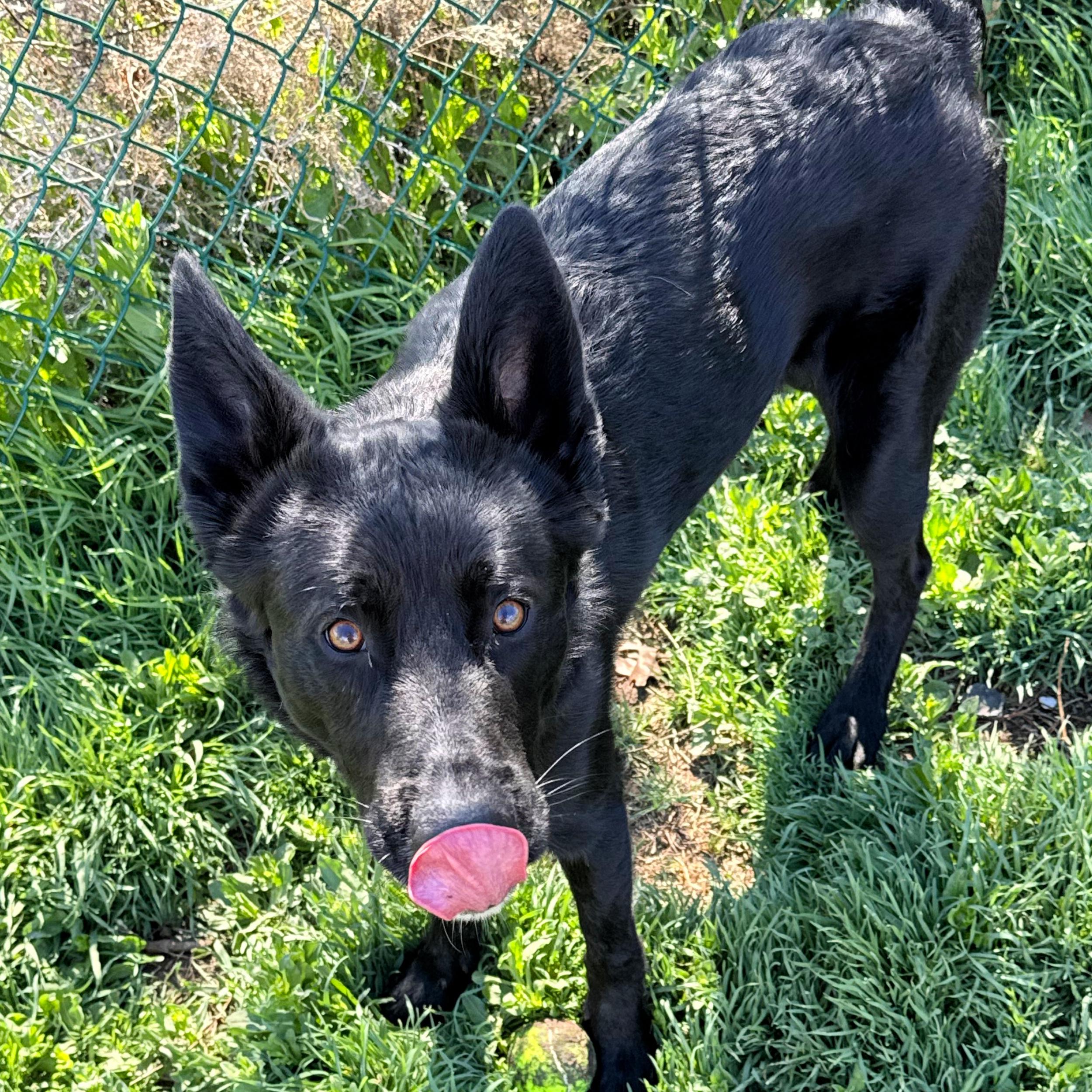 Enlarge Onyx, a ADOPTABLE mixed breed in Lindon, UT image 6/6
