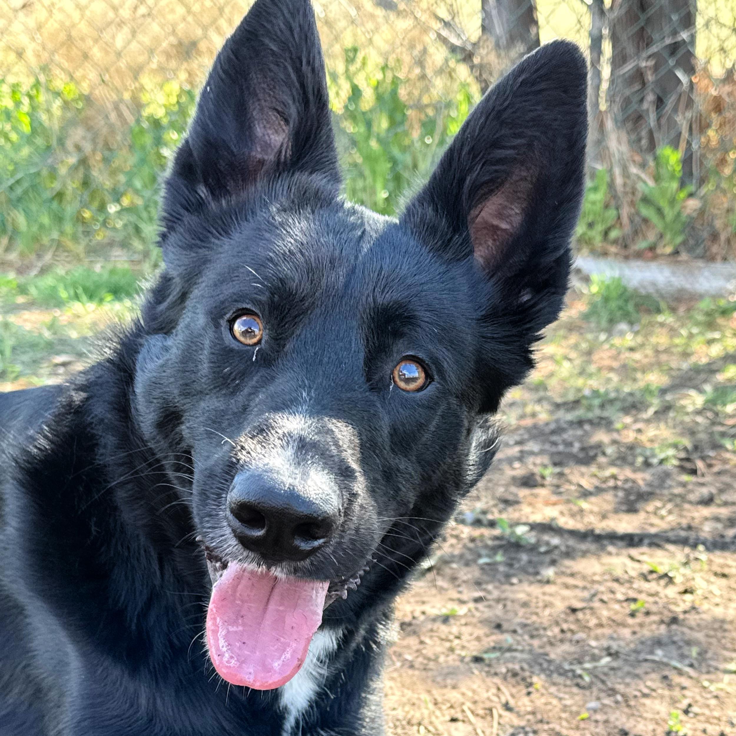 Enlarge Onyx, a ADOPTABLE mixed breed in Lindon, UT image 2/6