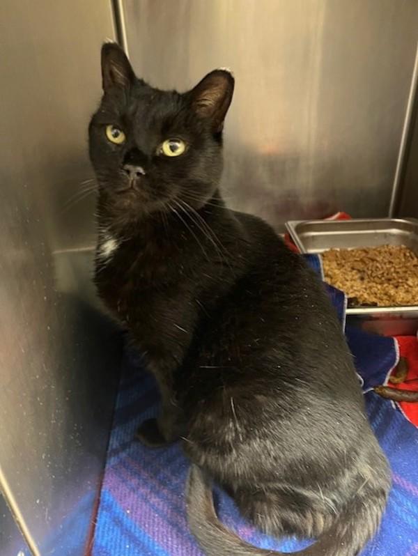 Enlarge Boo Berry, a Adoptable mixed breed in Great Falls, MT image 1/1