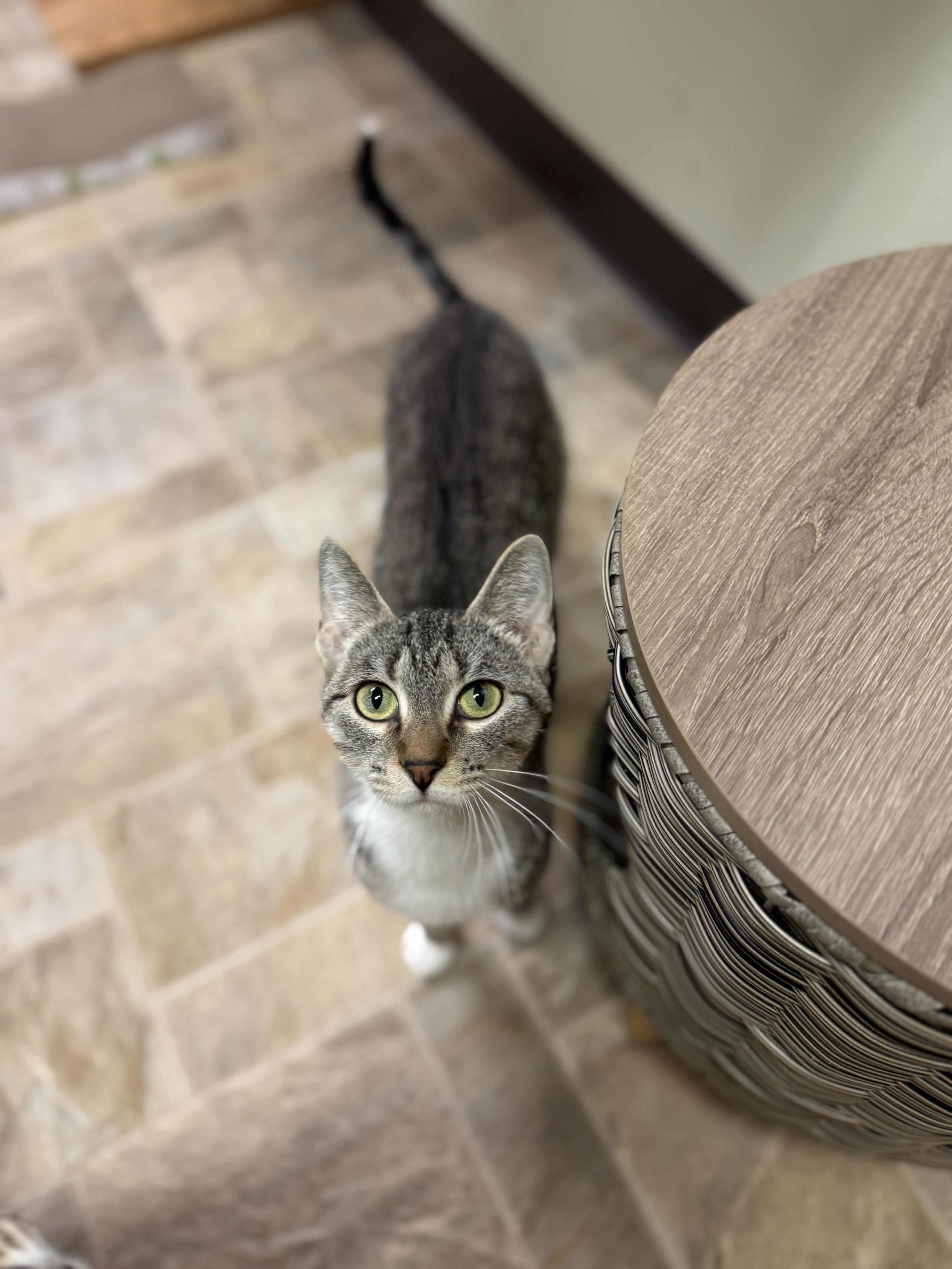 Tetris, ADOPTABLE, Young Female Domestic Short Hair.