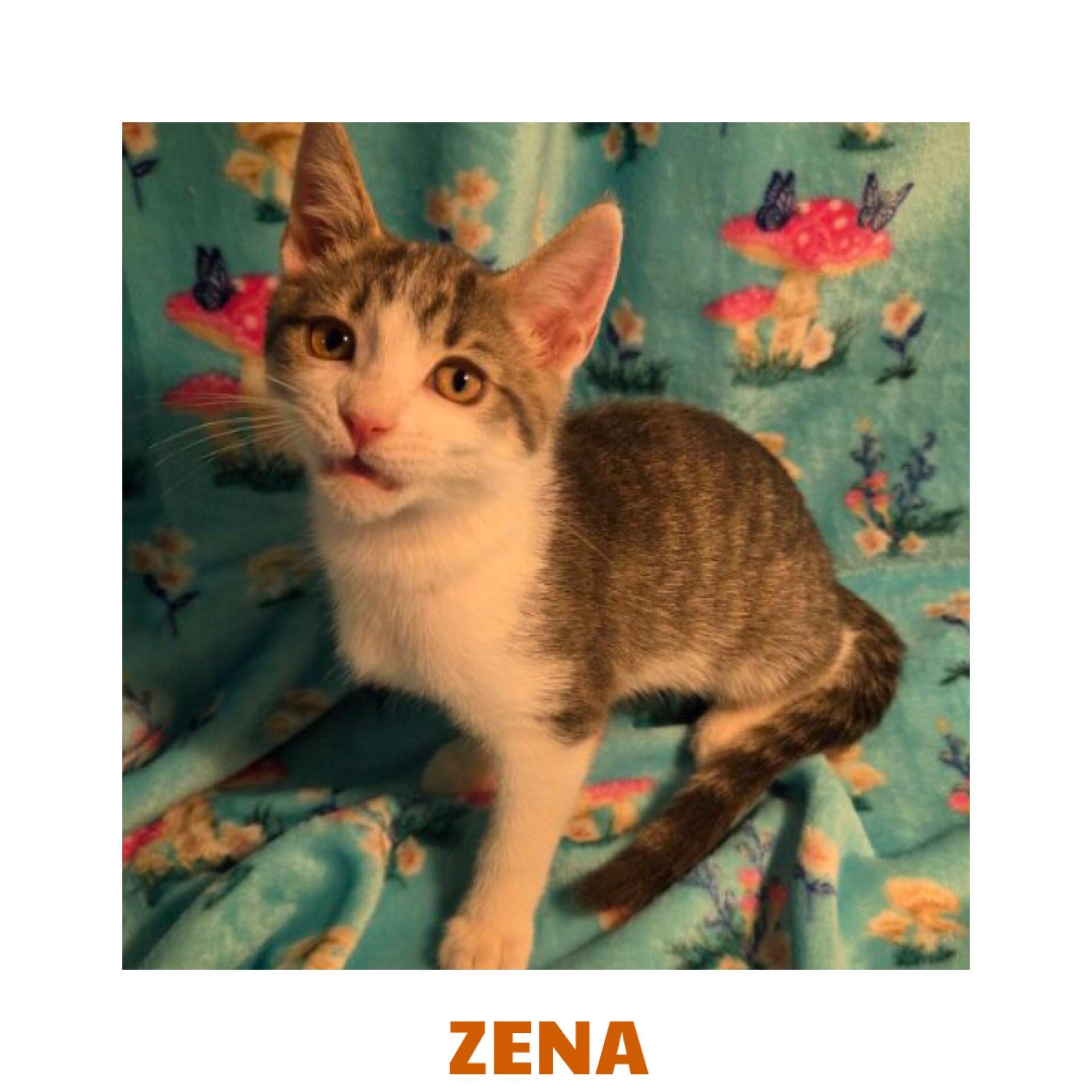 Zena, Adopted, Kitten Female Domestic Short Hair.