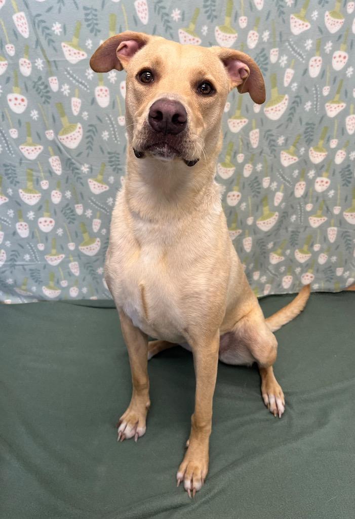 Daisy, ADOPTABLE, Young Female Labrador Retriever & Pit Bull Terrier.