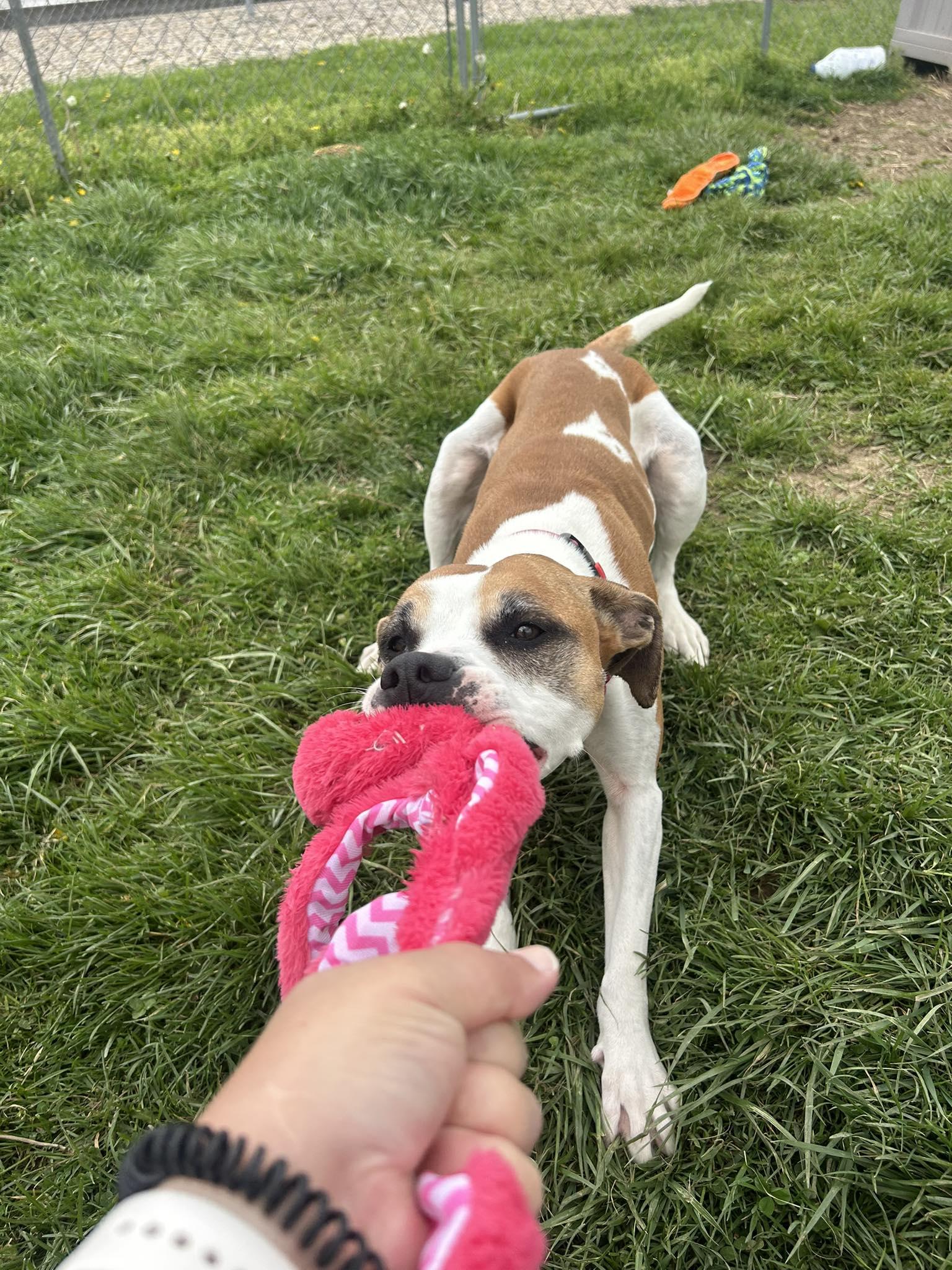 Luna Lu , Adoptable, Adult Male Mixed Breed.