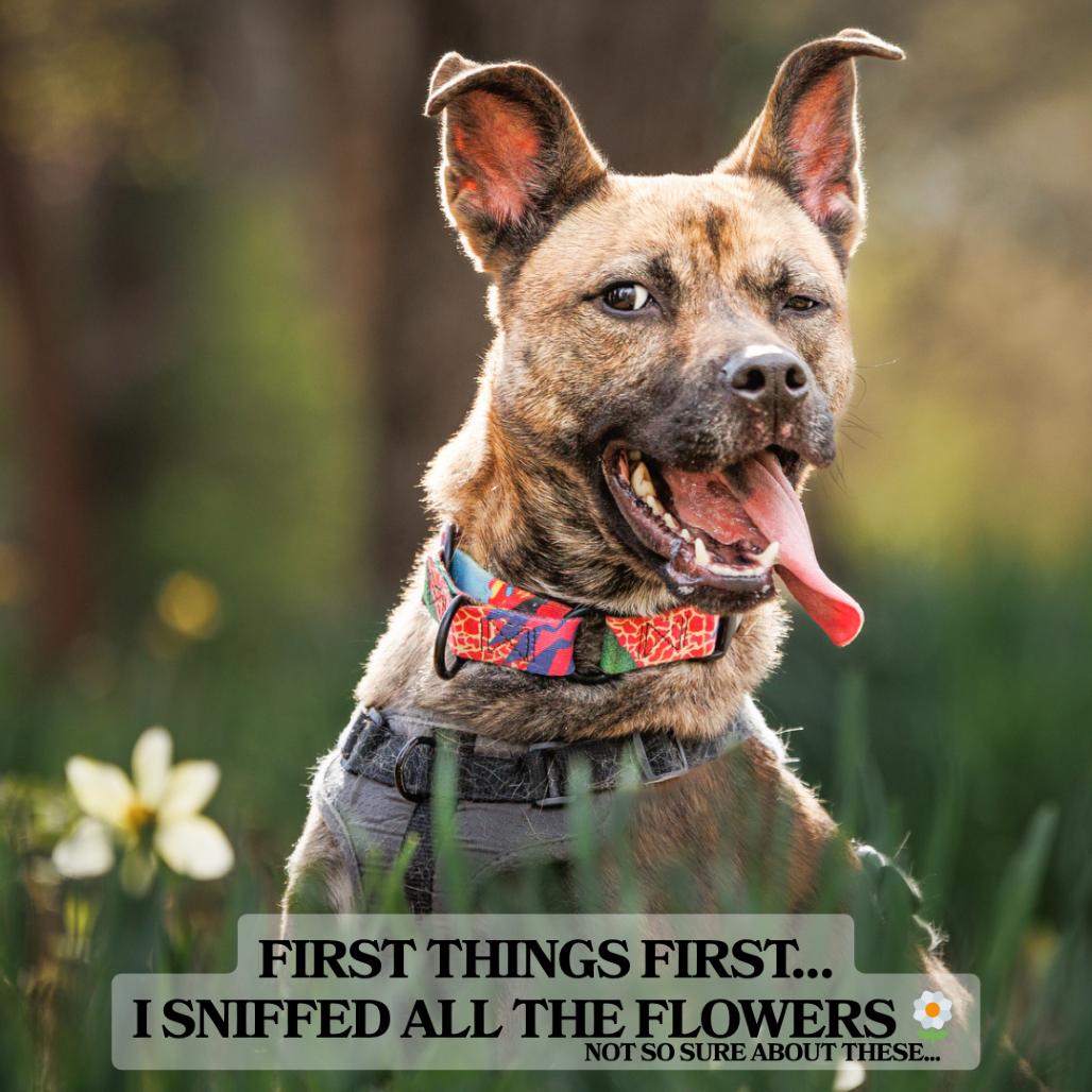 Guinevere, Adoptable, Adult Female Mixed Breed.