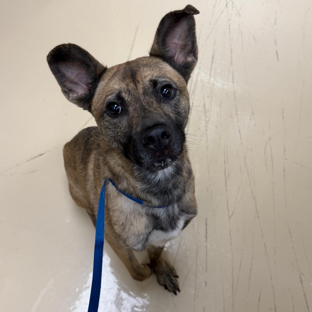 Enlarge Guinevere, a Adoptable Mixed Breed in Winston-Salem, NC image 2/6