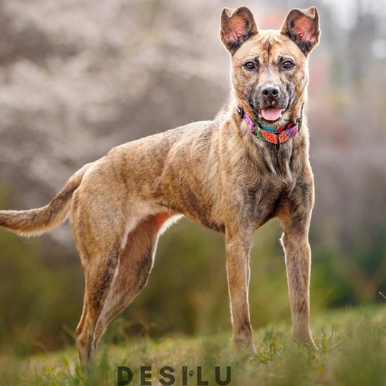 Enlarge Guinevere, a Adoptable Mixed Breed in Winston-Salem, NC image 4/6