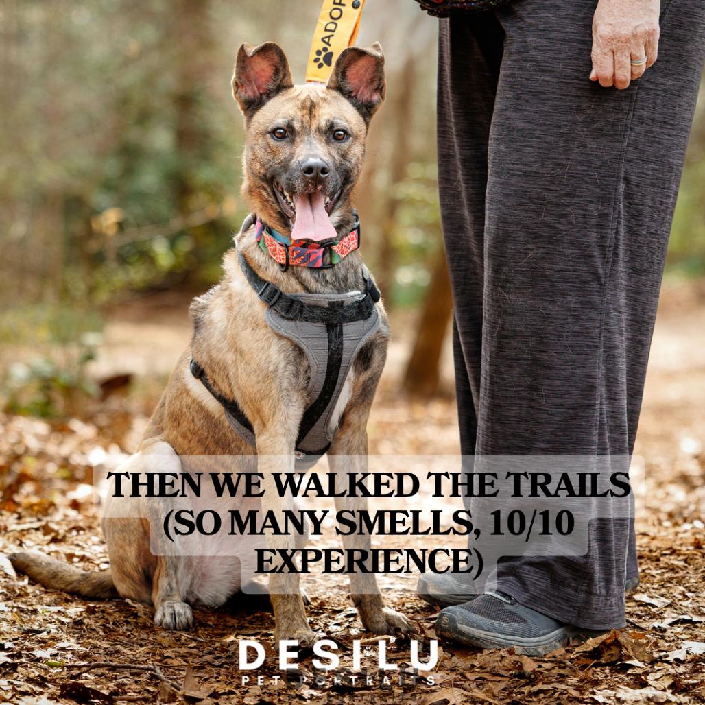 Enlarge Guinevere, a Adoptable Mixed Breed in Winston-Salem, NC image 5/6